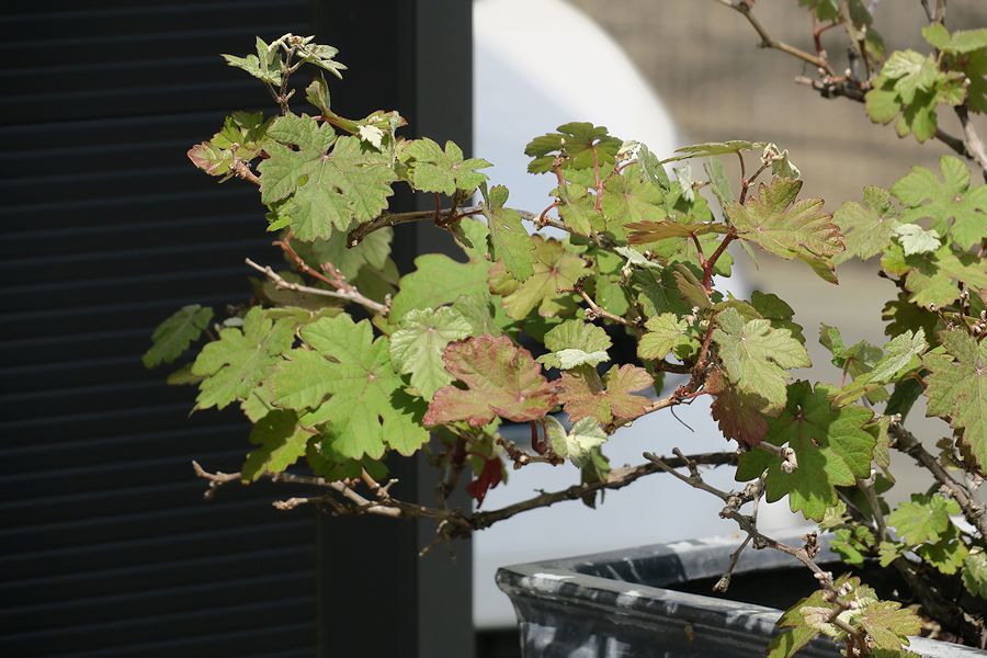 f:id:amami_atq:20210411232218j:plain