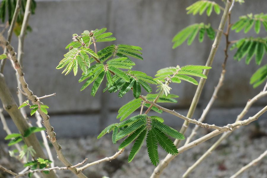 f:id:amami_atq:20210411233028j:plain