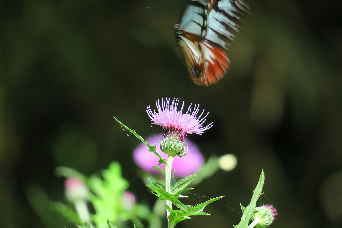 アザミの花と 海を渡る蝶 21年 5月 天海 Amami