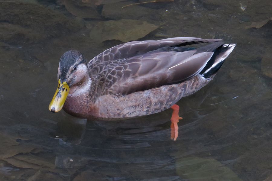 f:id:amami_atq:20210529201930j:plain