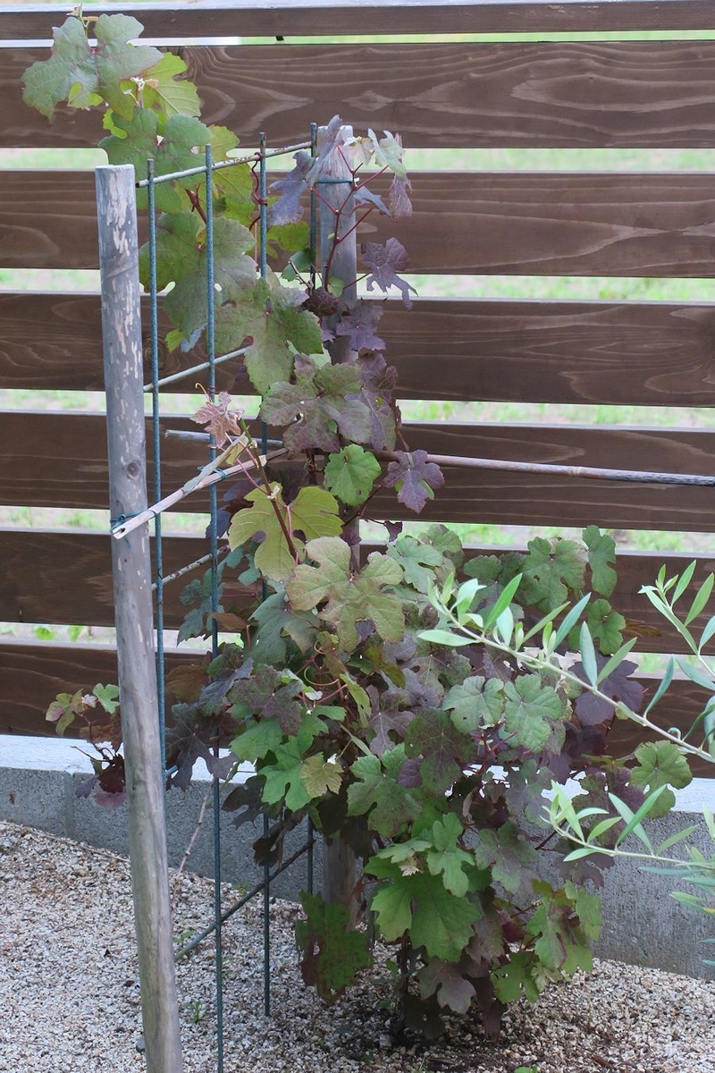 f:id:amami_atq:20210601223506j:plain