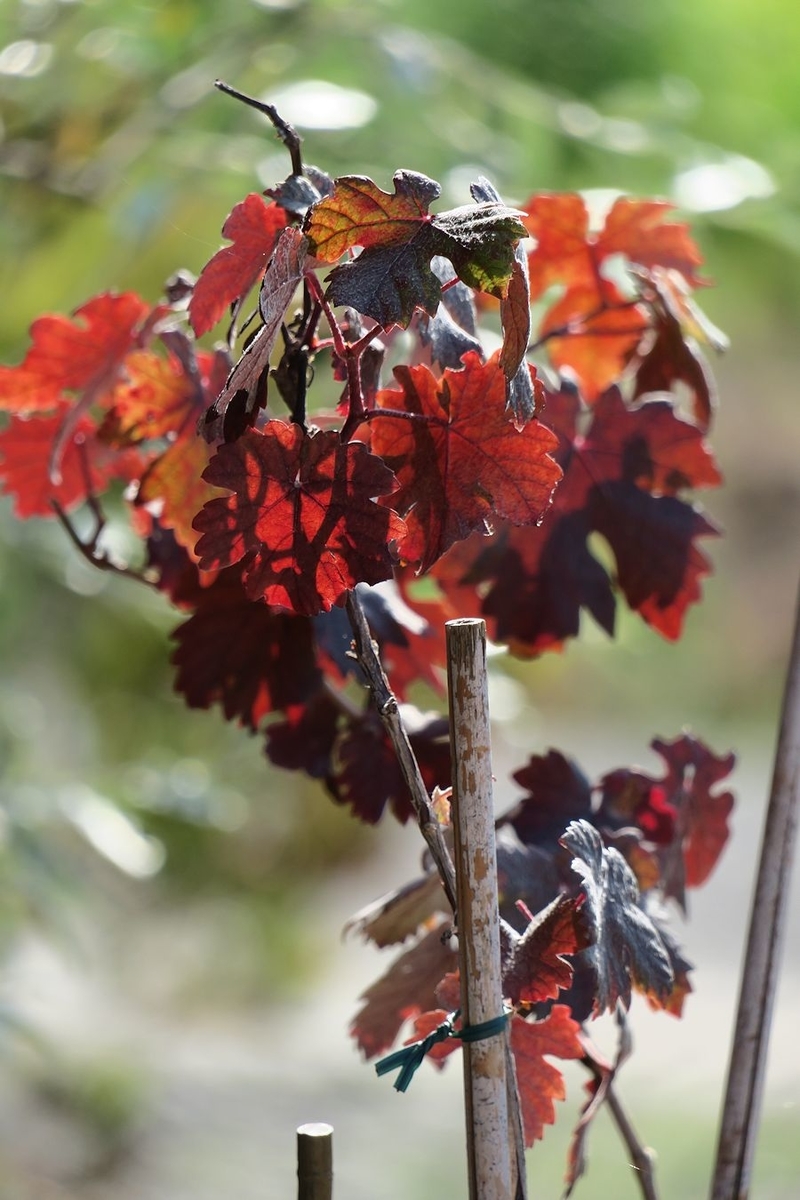 f:id:amami_atq:20210601223643j:plain