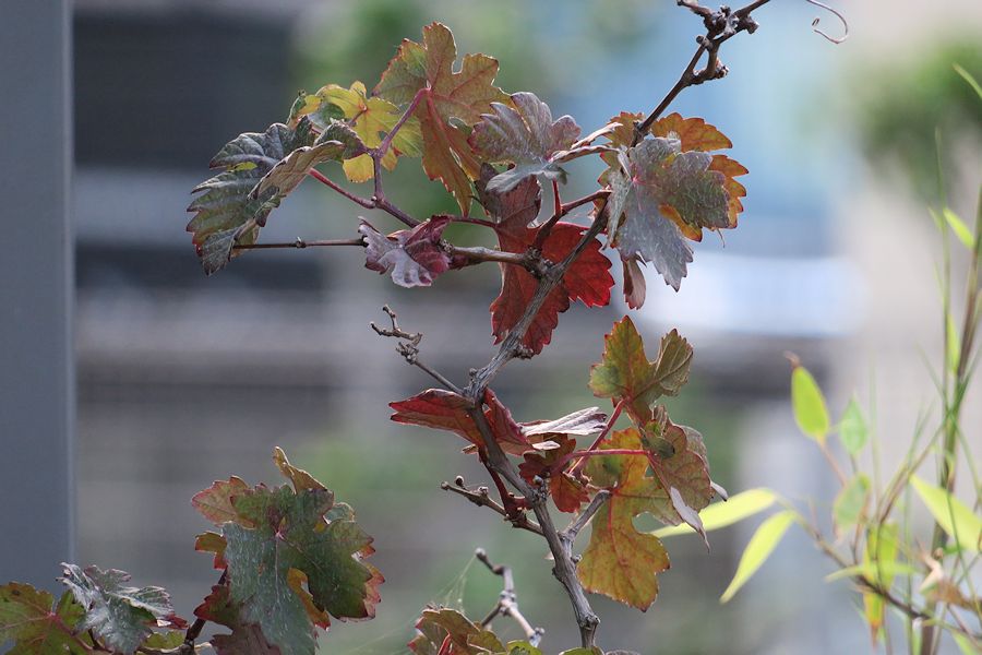 f:id:amami_atq:20210601223921j:plain