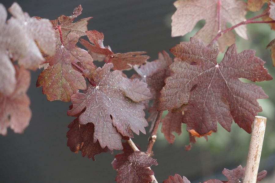 f:id:amami_atq:20210601223952j:plain