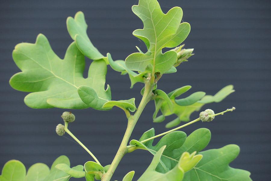 f:id:amami_atq:20210601224048j:plain