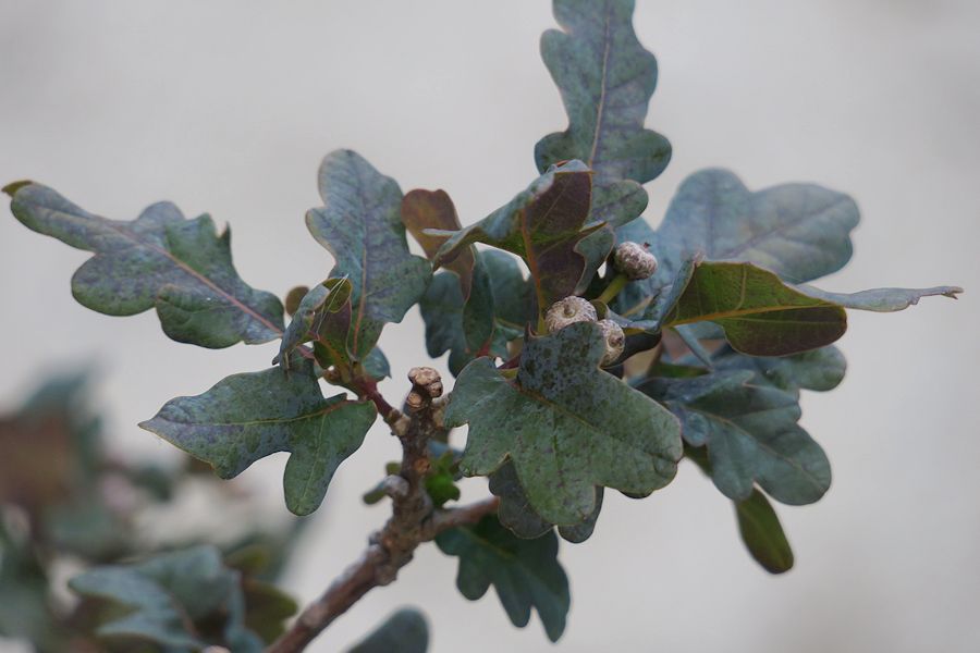 f:id:amami_atq:20210601230022j:plain