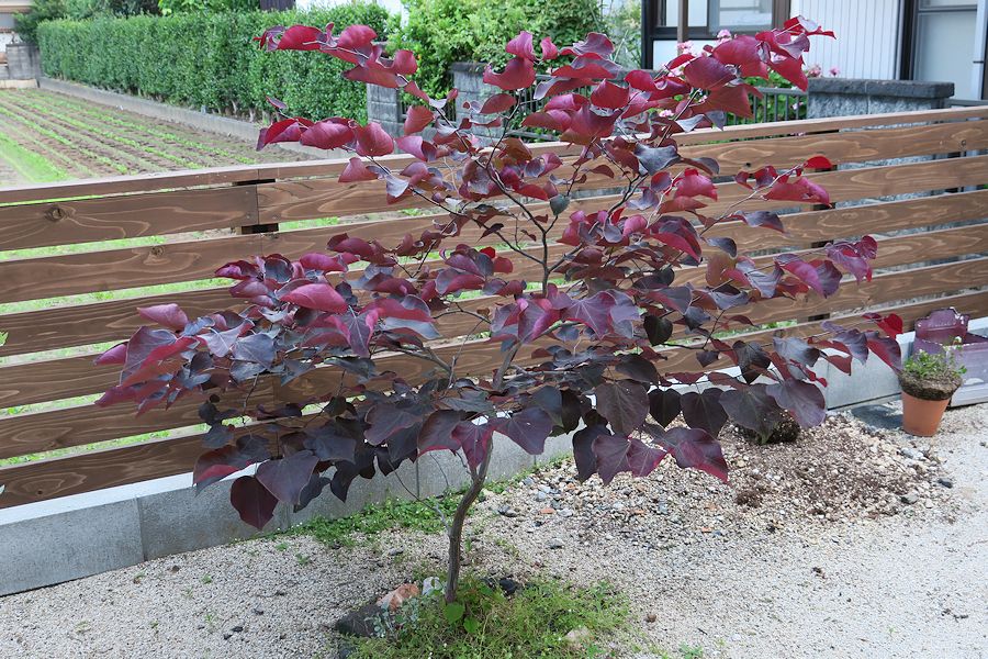 f:id:amami_atq:20210601230103j:plain