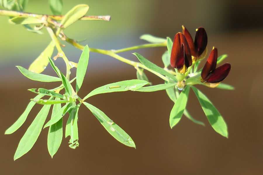 f:id:amami_atq:20210601230427j:plain