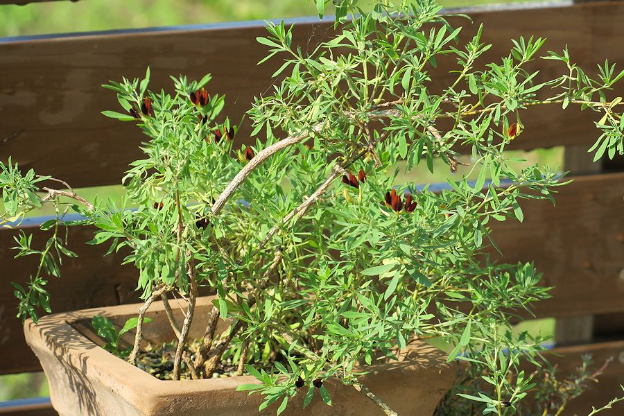 f:id:amami_atq:20210601230438j:plain