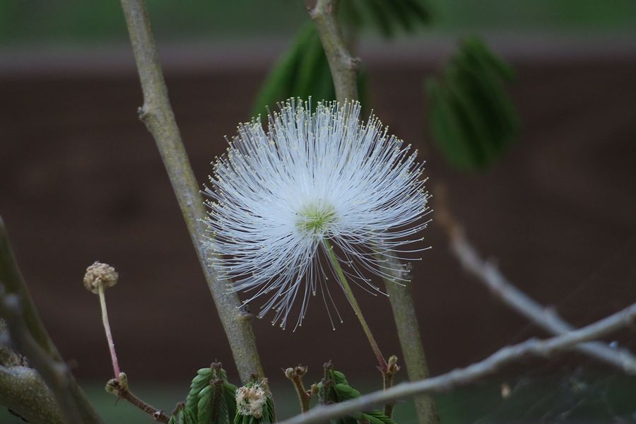 f:id:amami_atq:20210601230633j:plain