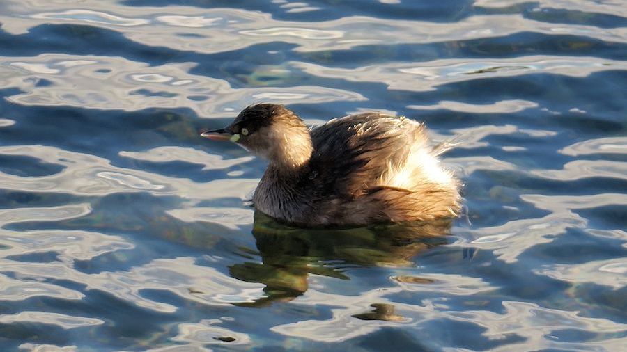 f:id:amami_atq:20210607234819j:plain