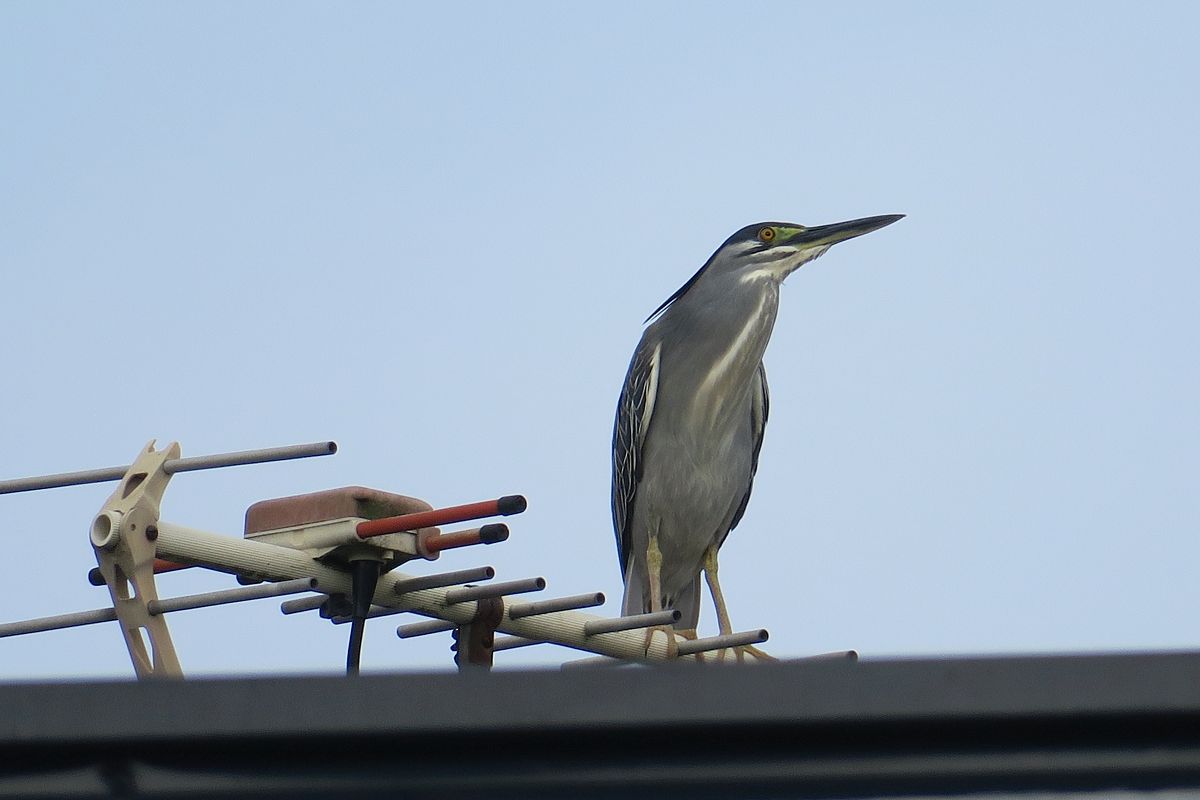 f:id:amami_atq:20210614132341j:plain