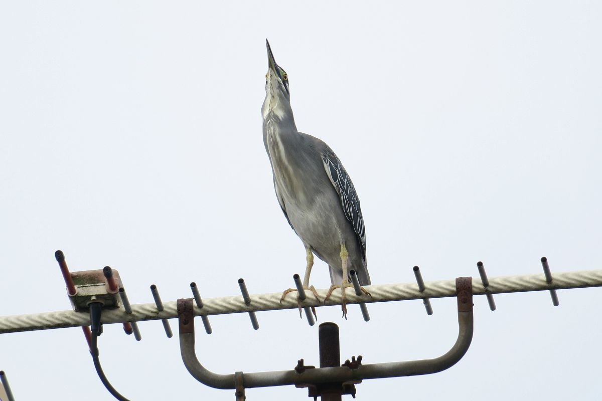 f:id:amami_atq:20210614132409j:plain