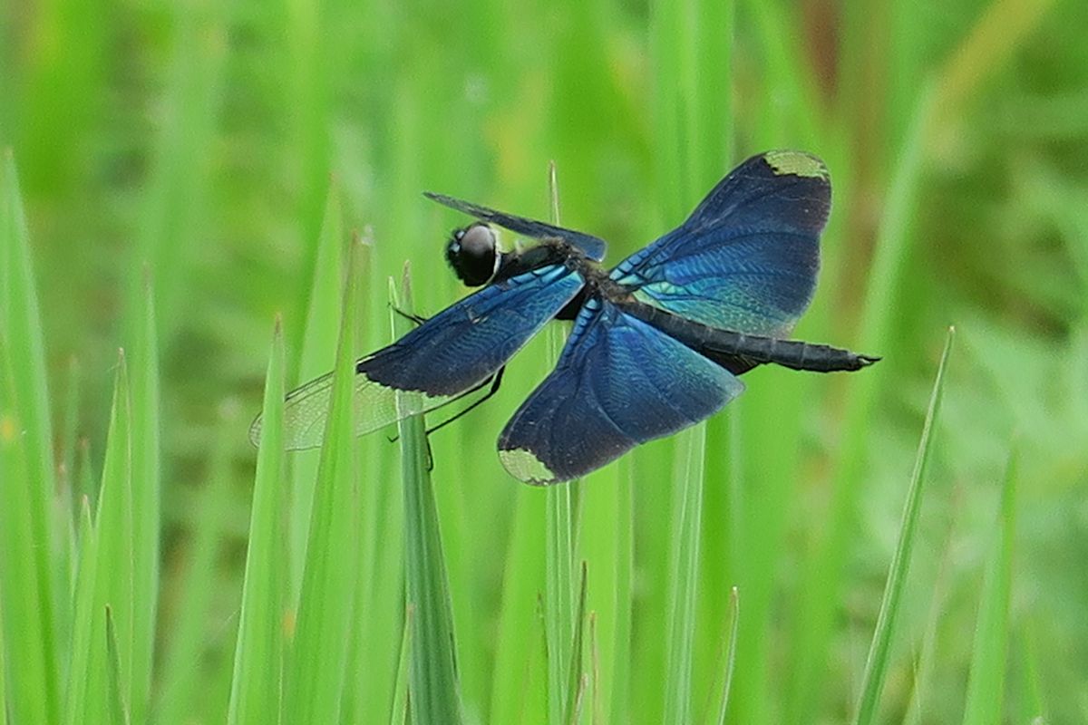 f:id:amami_atq:20210614154001j:plain