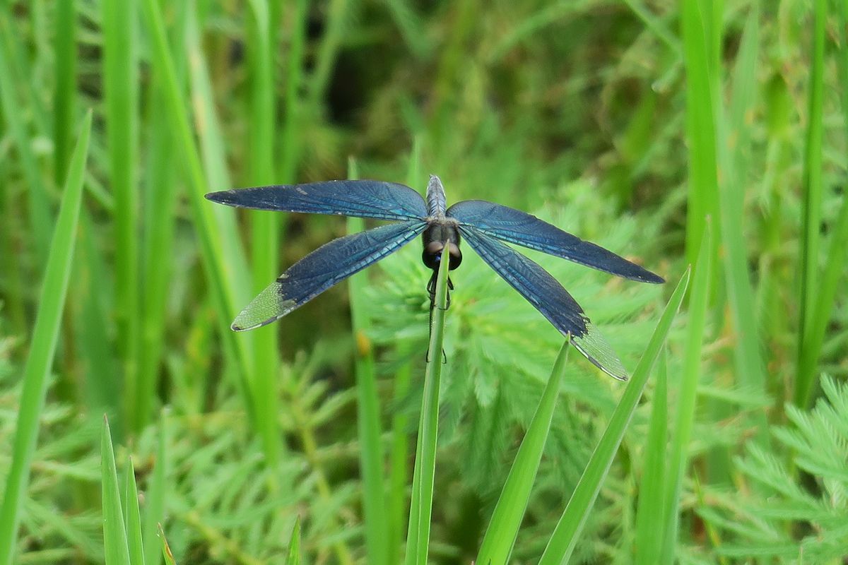 f:id:amami_atq:20210614154026j:plain