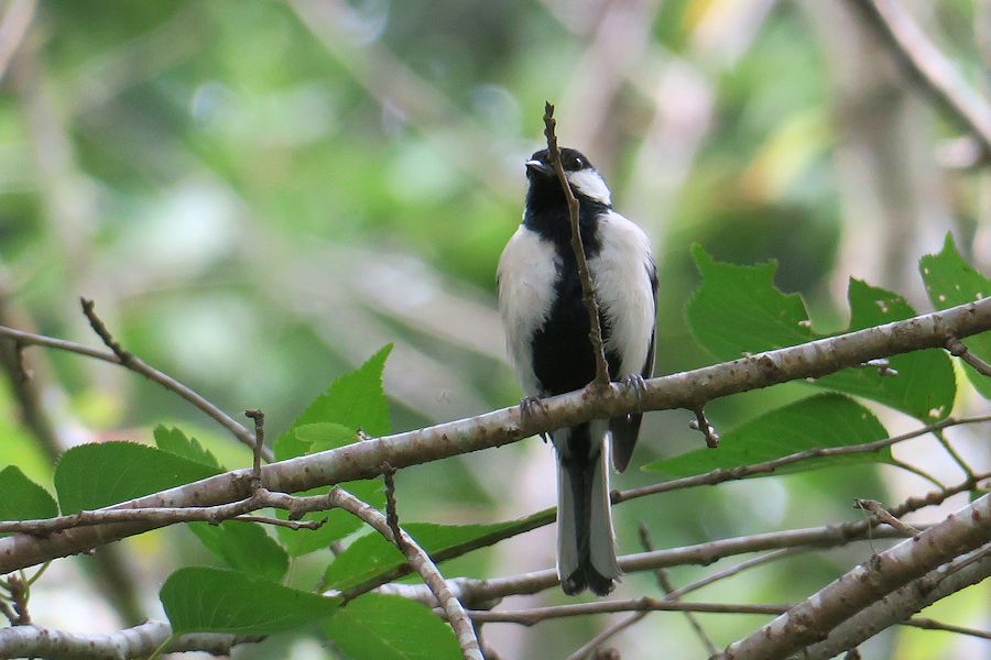 f:id:amami_atq:20210614154105j:plain