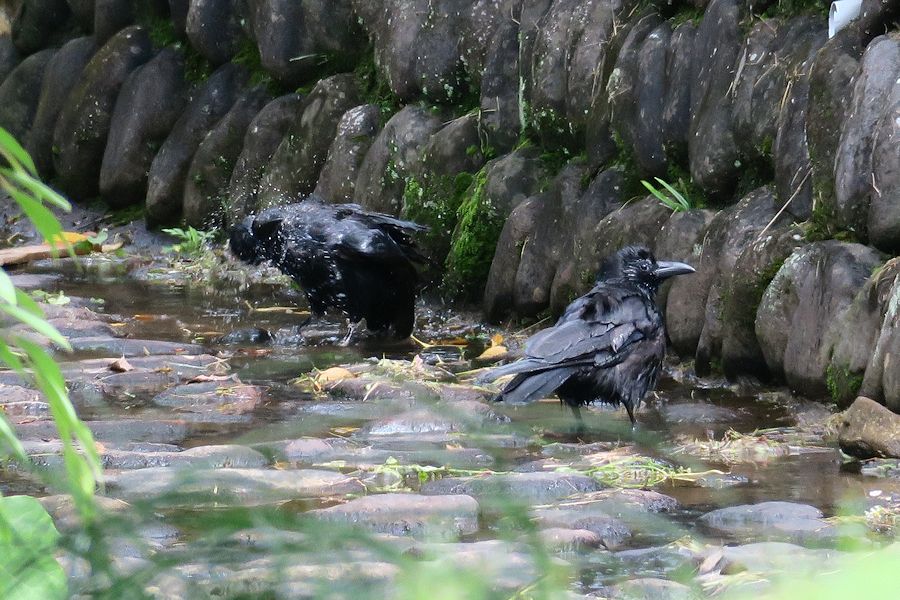 f:id:amami_atq:20210614154132j:plain