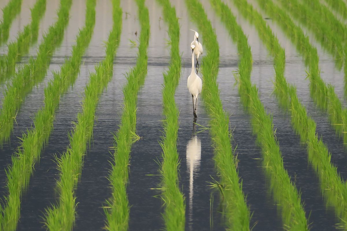 f:id:amami_atq:20210614154807j:plain