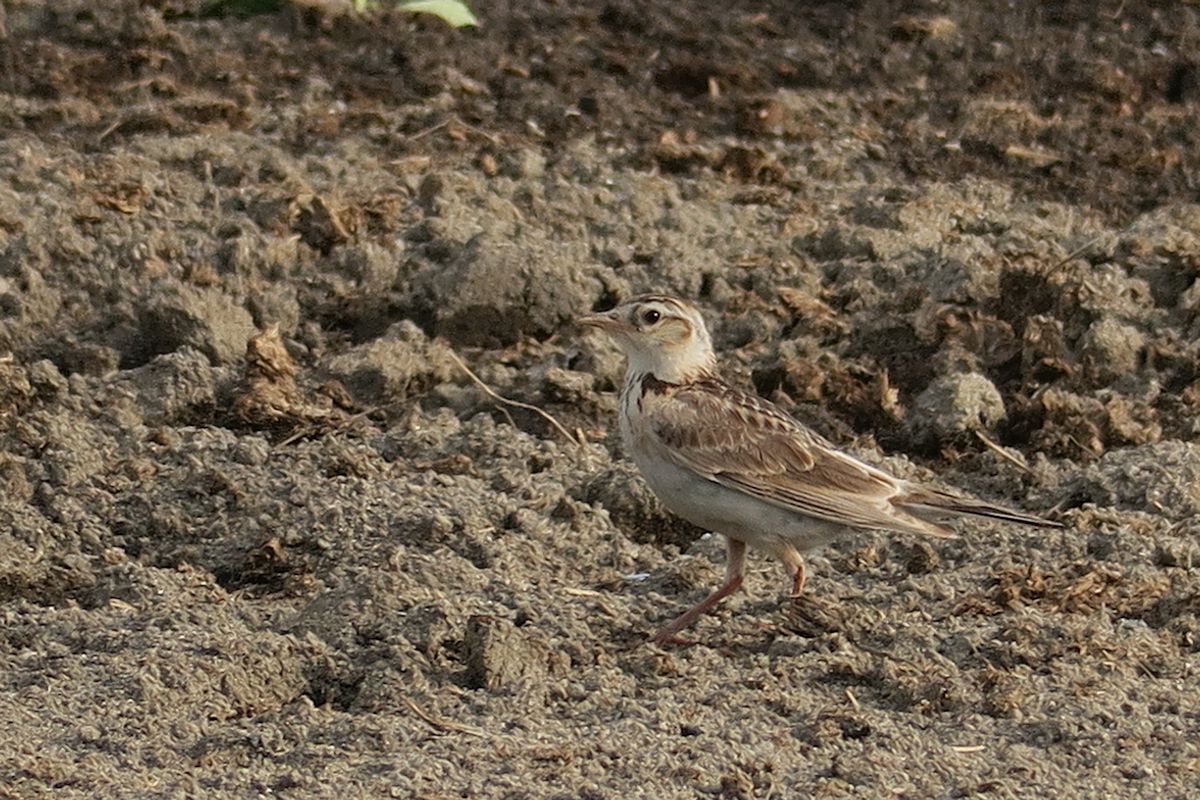 f:id:amami_atq:20210614154910j:plain