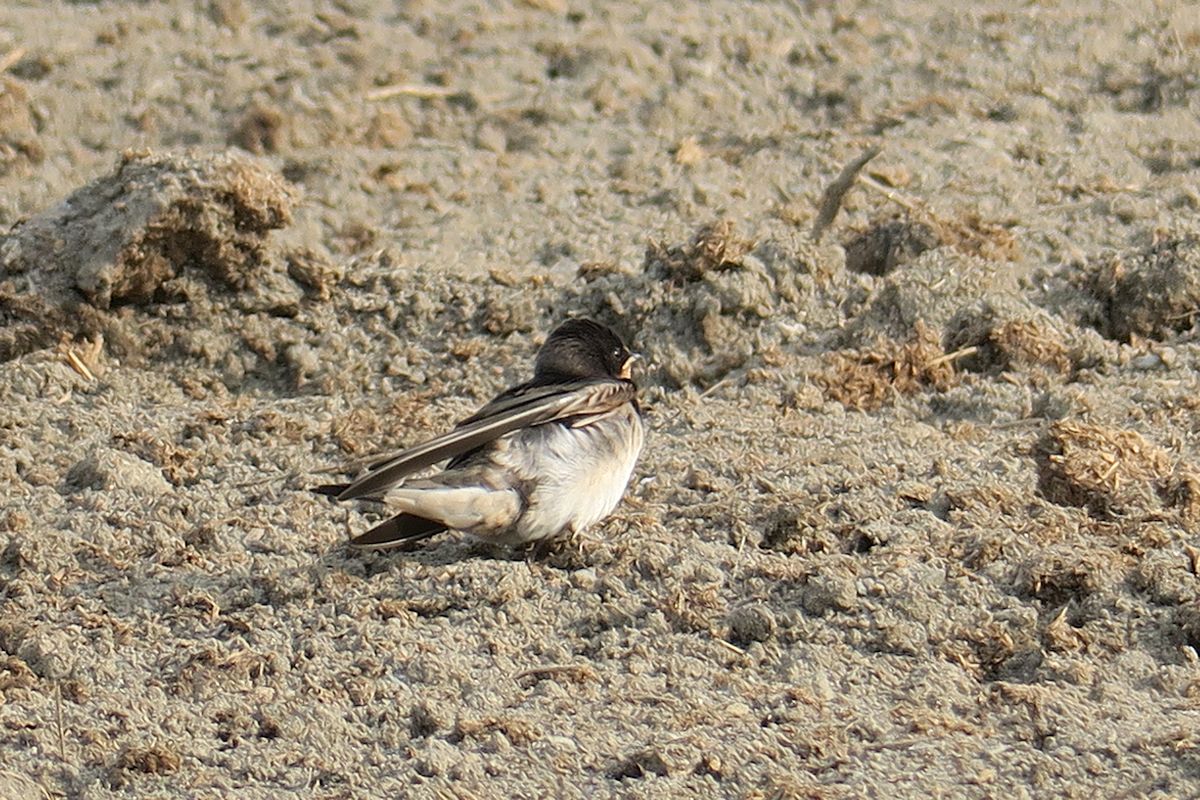 f:id:amami_atq:20210614154948j:plain