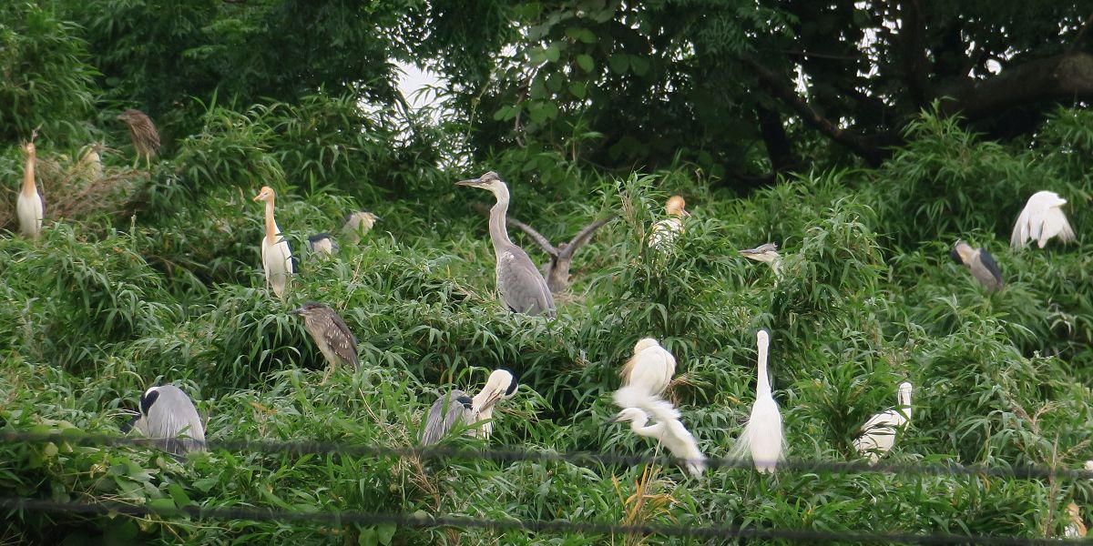 f:id:amami_atq:20210614155951j:plain