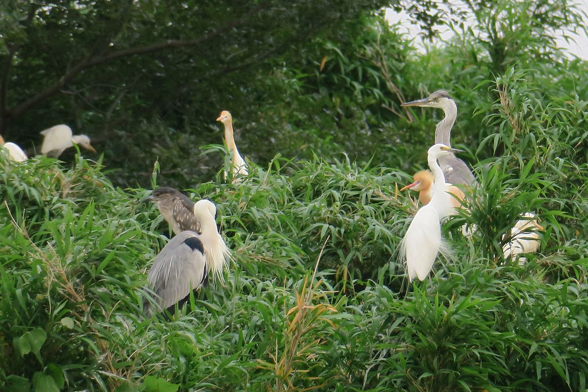 f:id:amami_atq:20210614160103j:plain