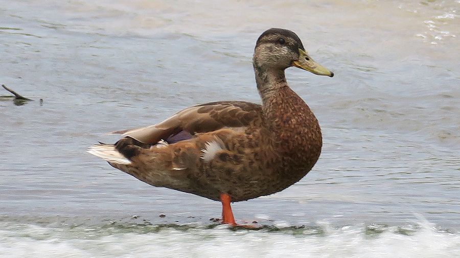 f:id:amami_atq:20210616201709j:plain