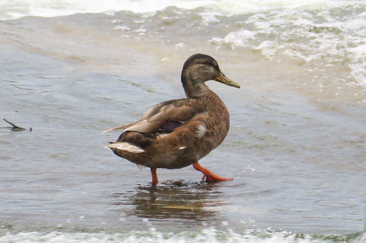 f:id:amami_atq:20210616221705j:plain