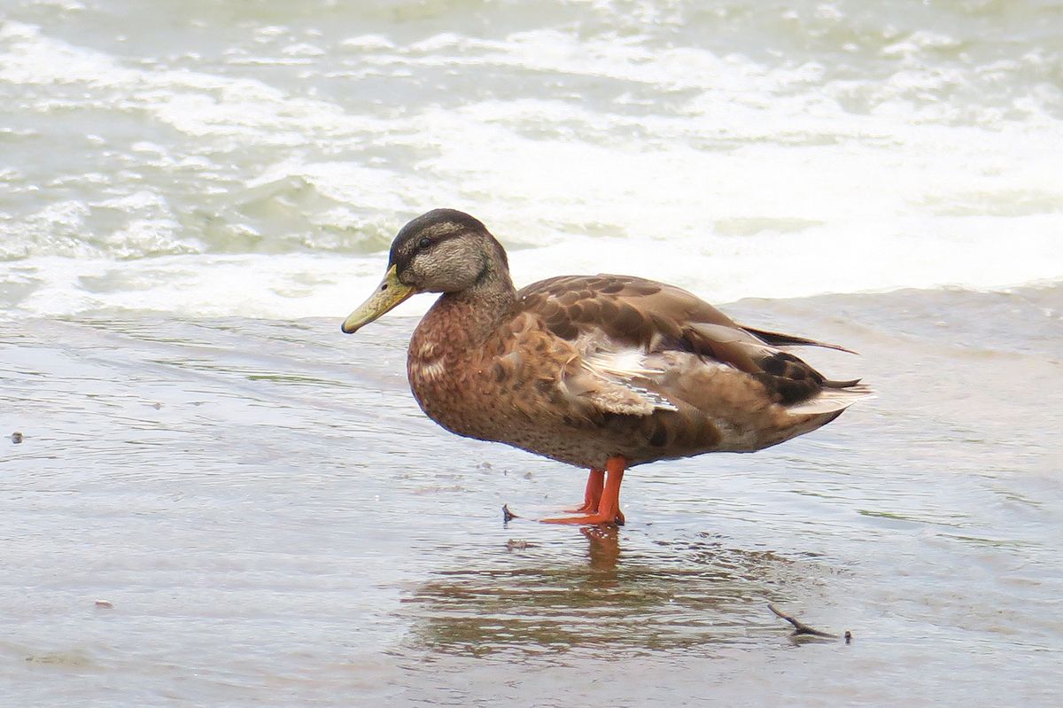 f:id:amami_atq:20210616221719j:plain