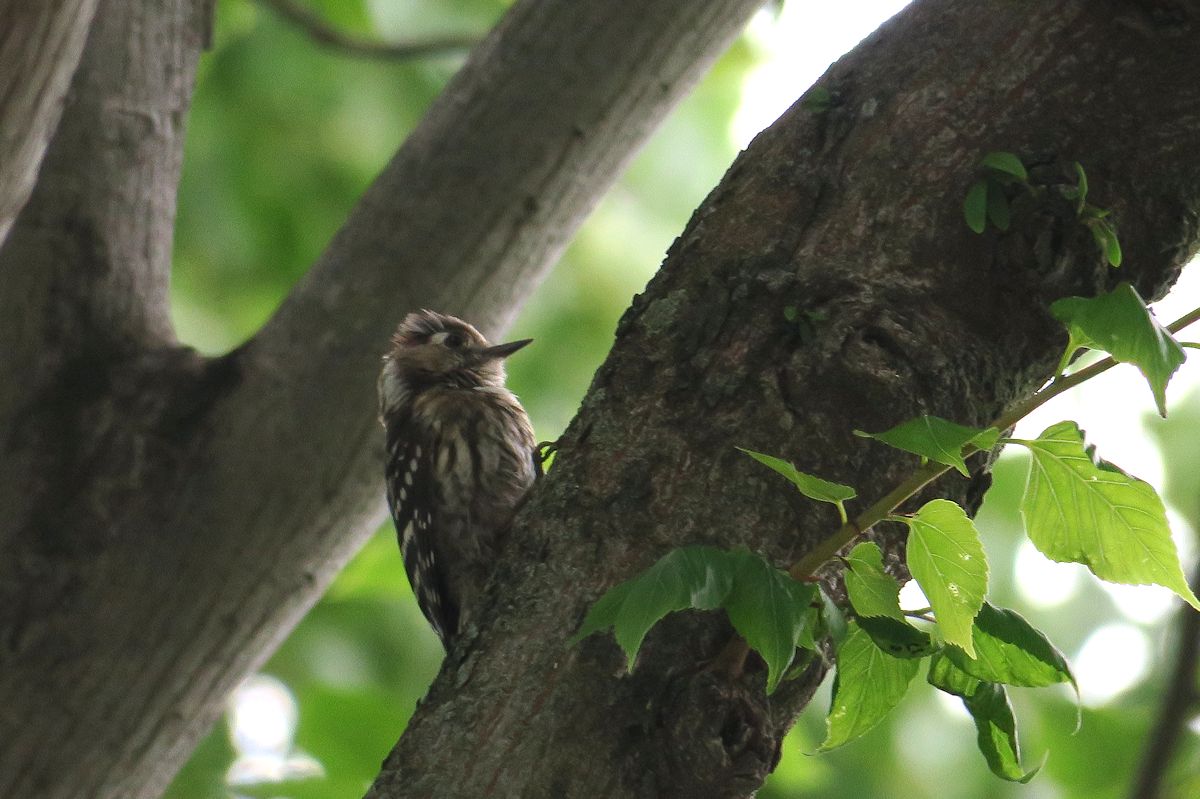 f:id:amami_atq:20210616223102j:plain