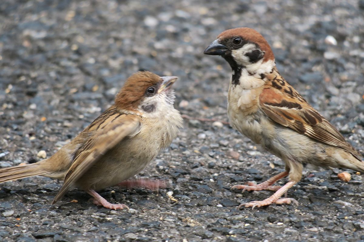 f:id:amami_atq:20210617201913j:plain