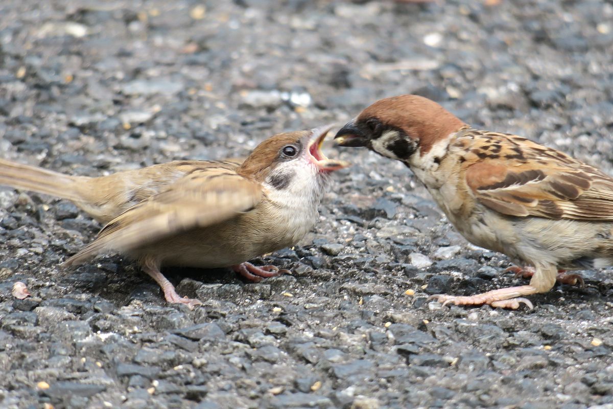 f:id:amami_atq:20210617202344j:plain