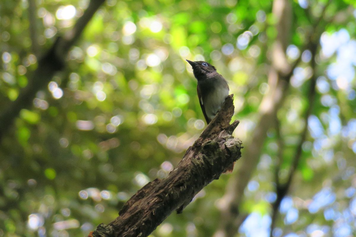 f:id:amami_atq:20210627171818j:plain