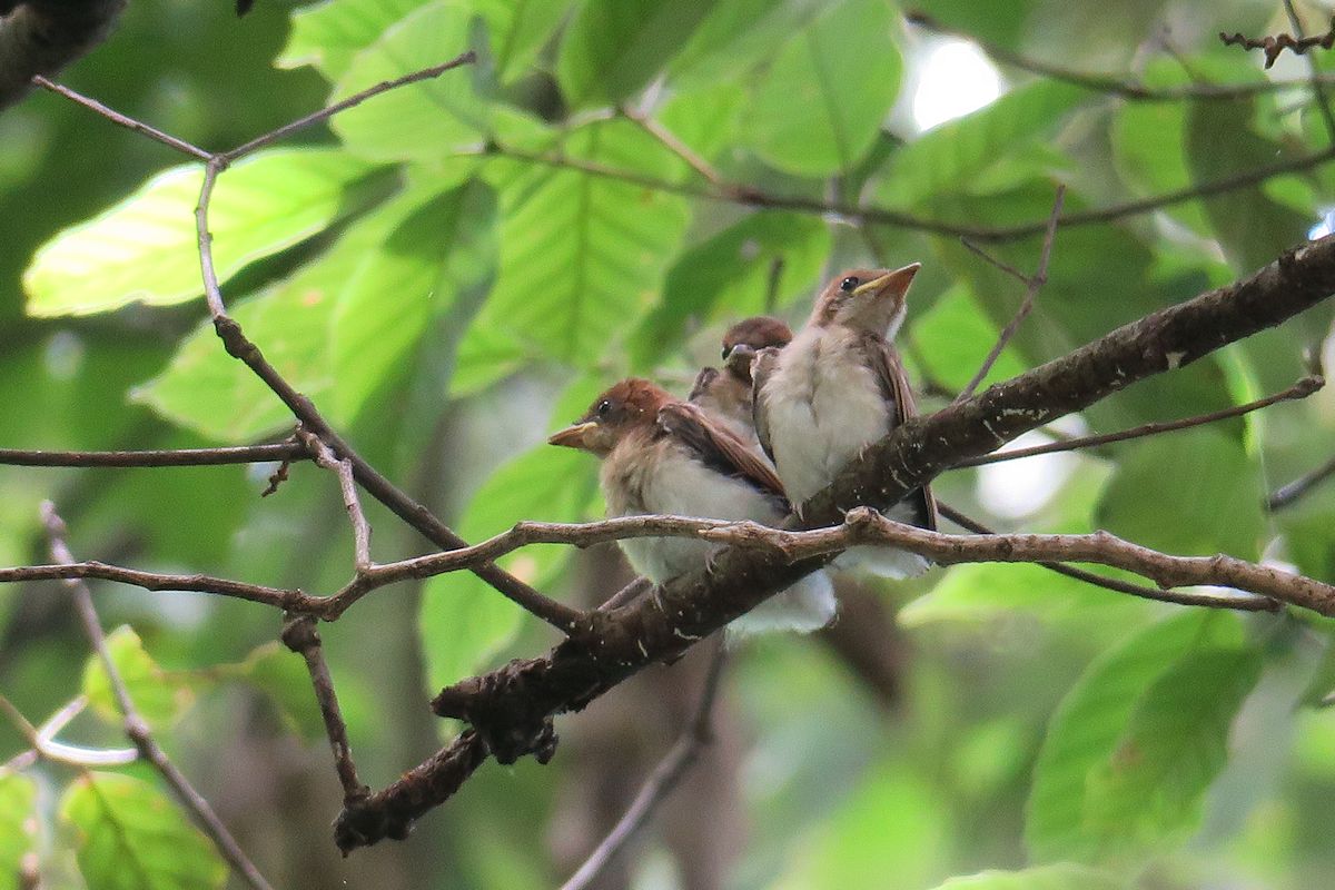 f:id:amami_atq:20210627172203j:plain