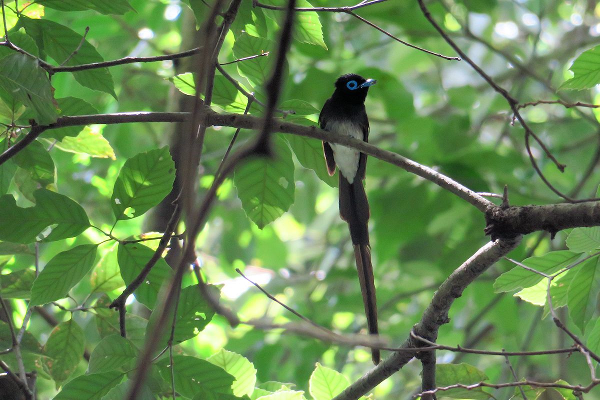 f:id:amami_atq:20210627172834j:plain