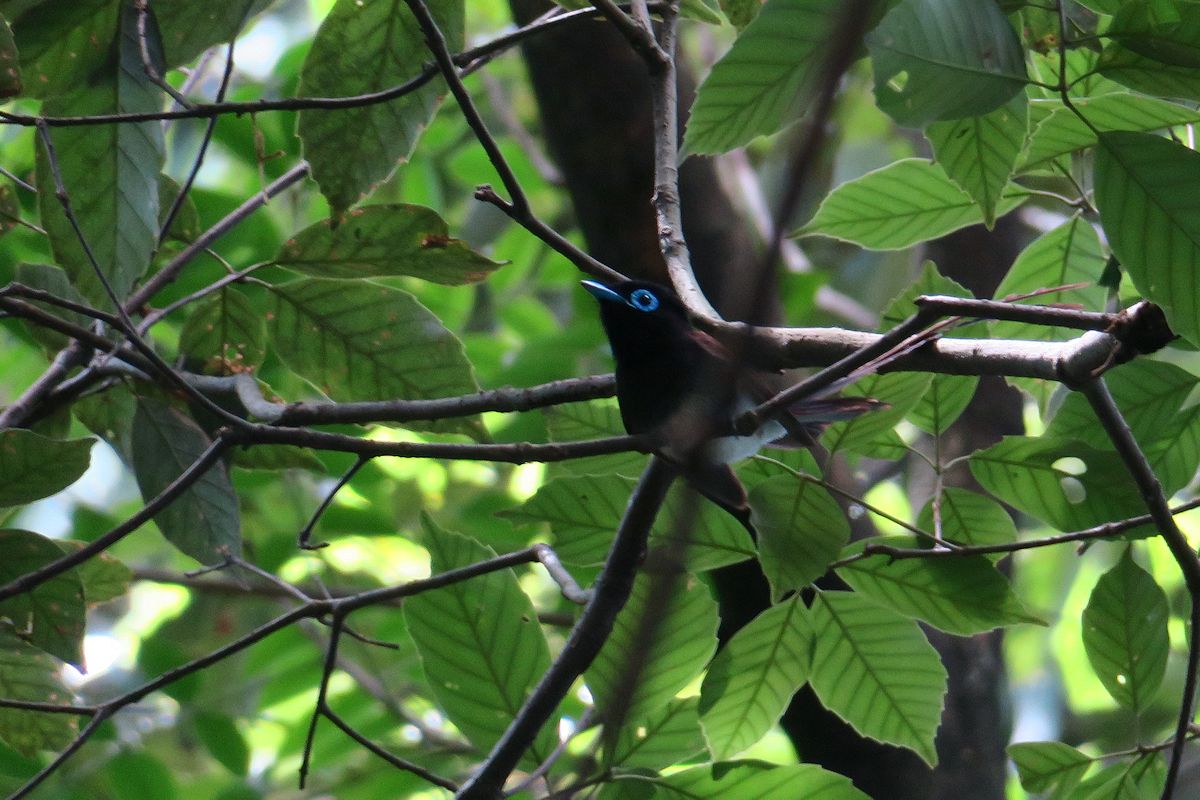 f:id:amami_atq:20210627172848j:plain