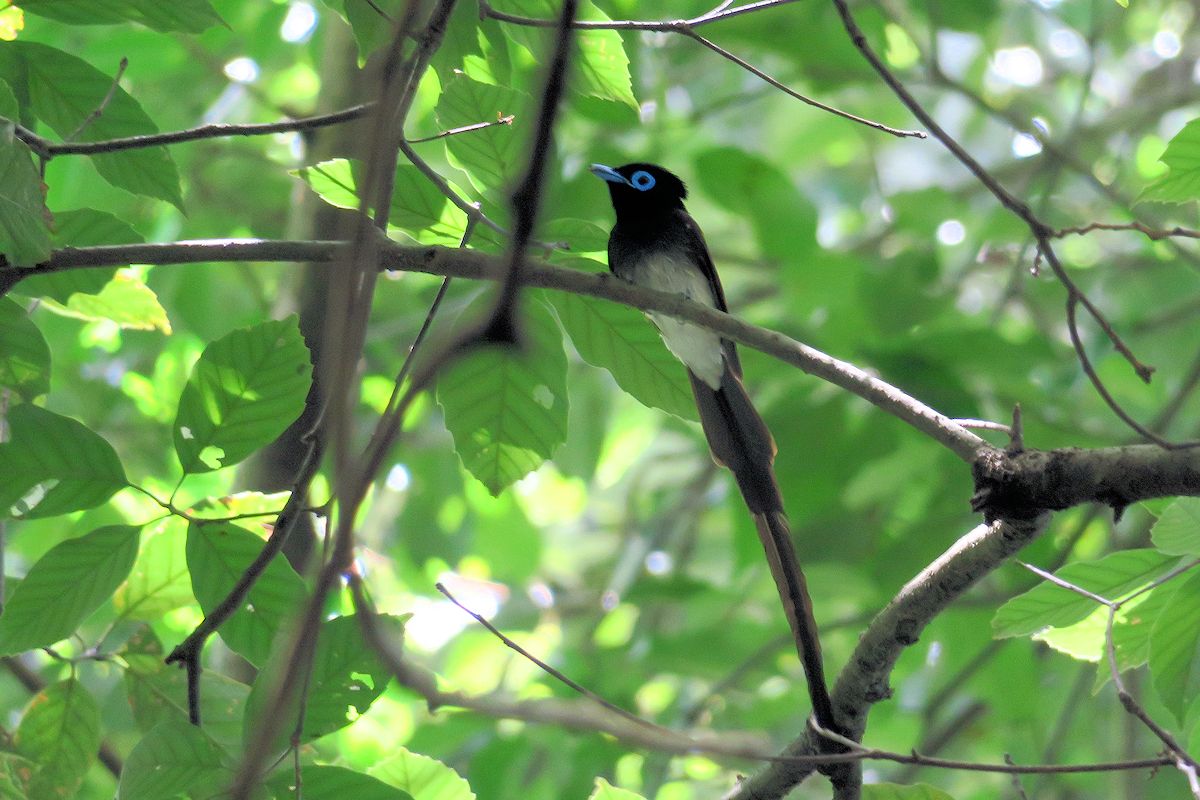 f:id:amami_atq:20210627172859j:plain