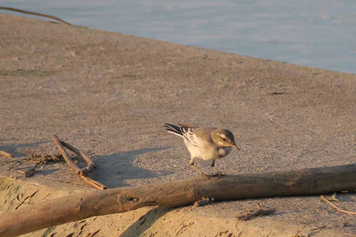 f:id:amami_atq:20210629211409j:plain