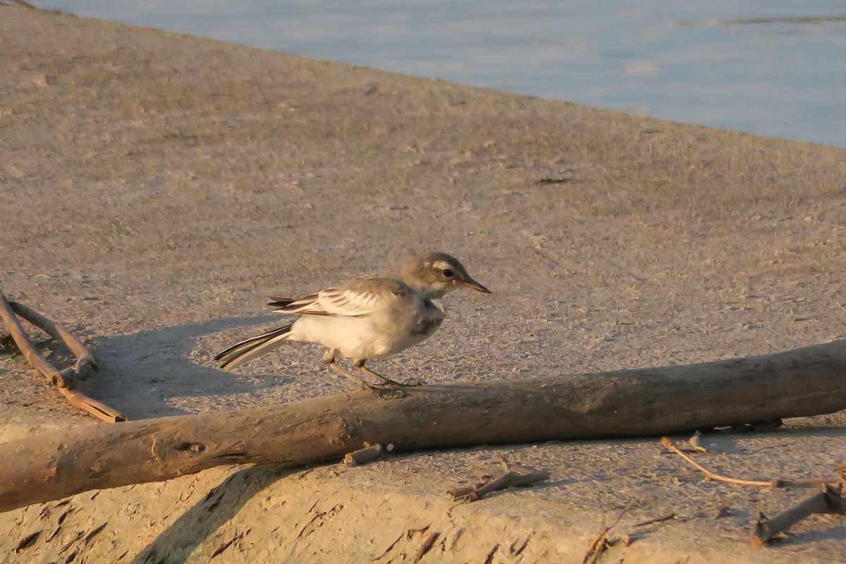 f:id:amami_atq:20210629213855j:plain