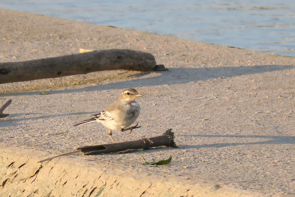 f:id:amami_atq:20210629213919j:plain