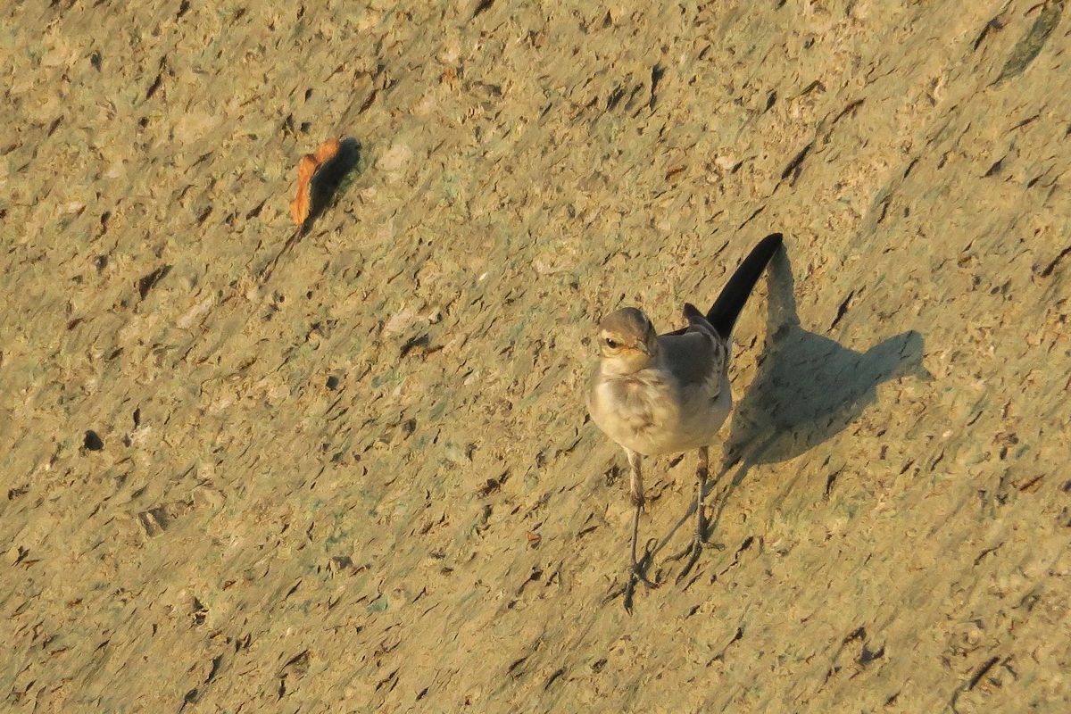 f:id:amami_atq:20210629213933j:plain