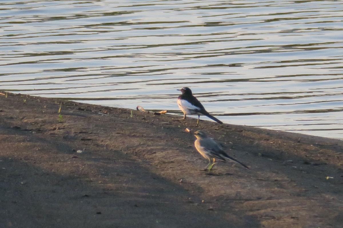 f:id:amami_atq:20210629214448j:plain