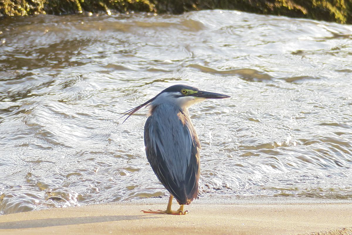 f:id:amami_atq:20210629214801j:plain