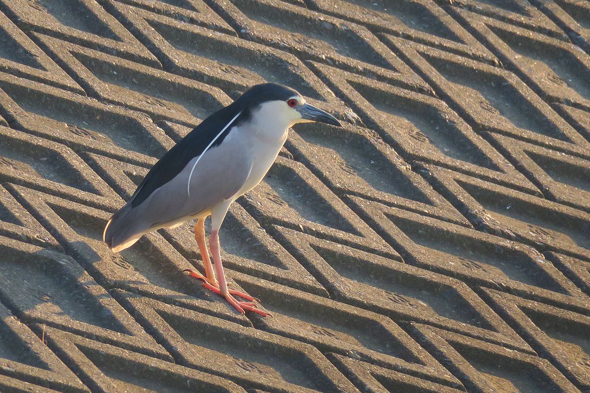 f:id:amami_atq:20210629214815j:plain