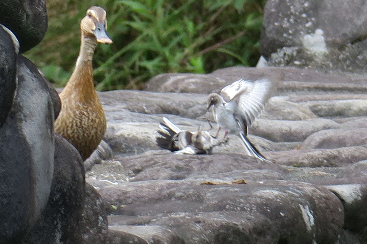 f:id:amami_atq:20210704220320j:plain