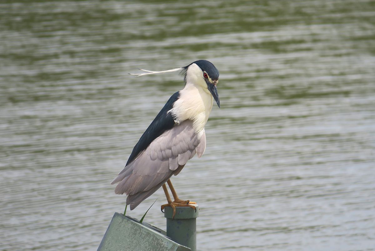 f:id:amami_atq:20210711212500j:plain