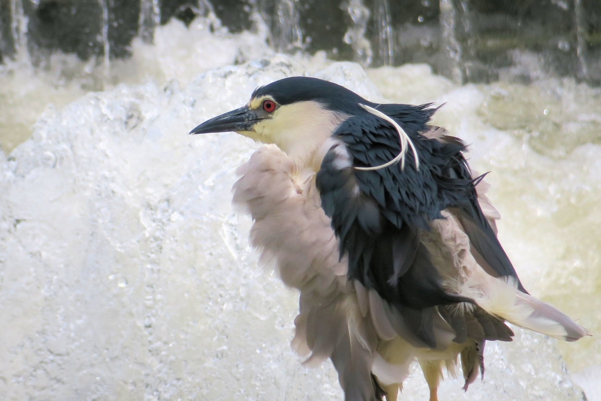 f:id:amami_atq:20210711212514j:plain