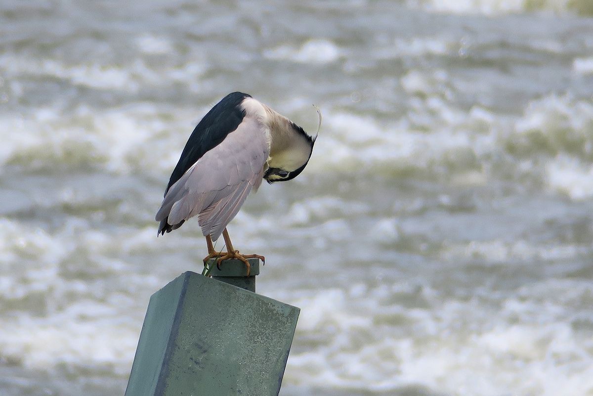 f:id:amami_atq:20210711212551j:plain