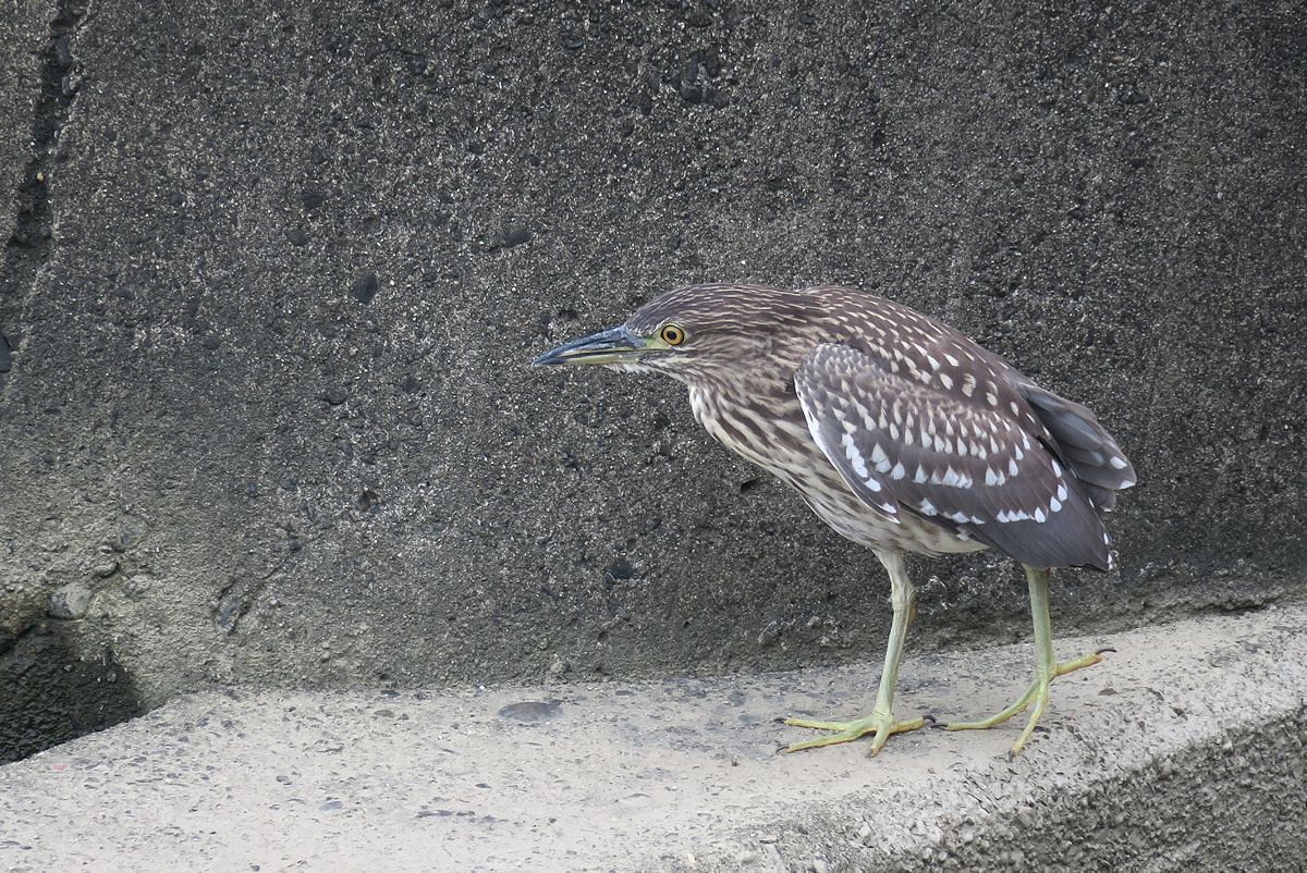 f:id:amami_atq:20210711212943j:plain