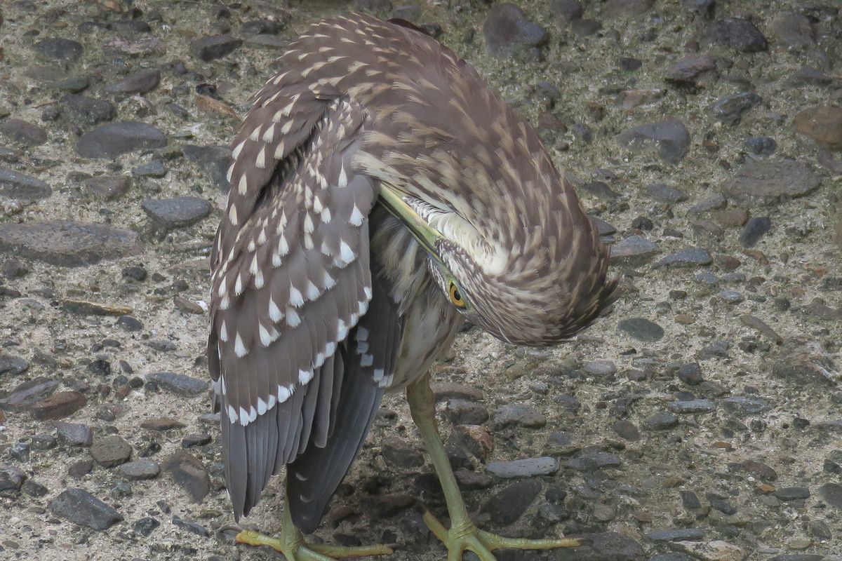 f:id:amami_atq:20210711212959j:plain